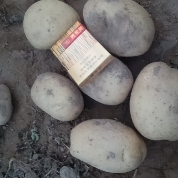 陕北的土豆大量上市中，欢迎来采购