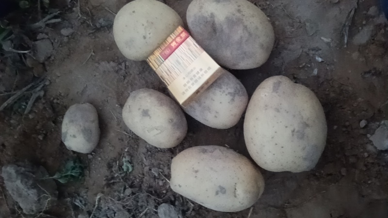 陕北的土豆大量上市中，欢迎来采购