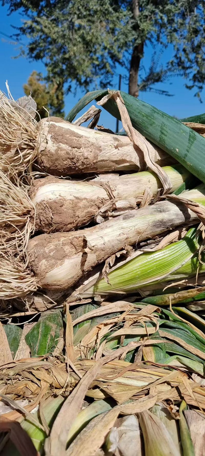 汗地大葱