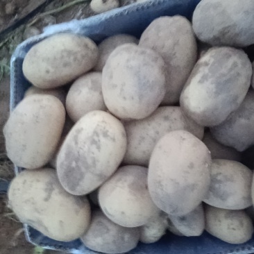 陕北土豆大量上市
