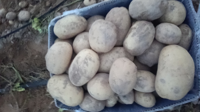 陕北土豆大量上市
