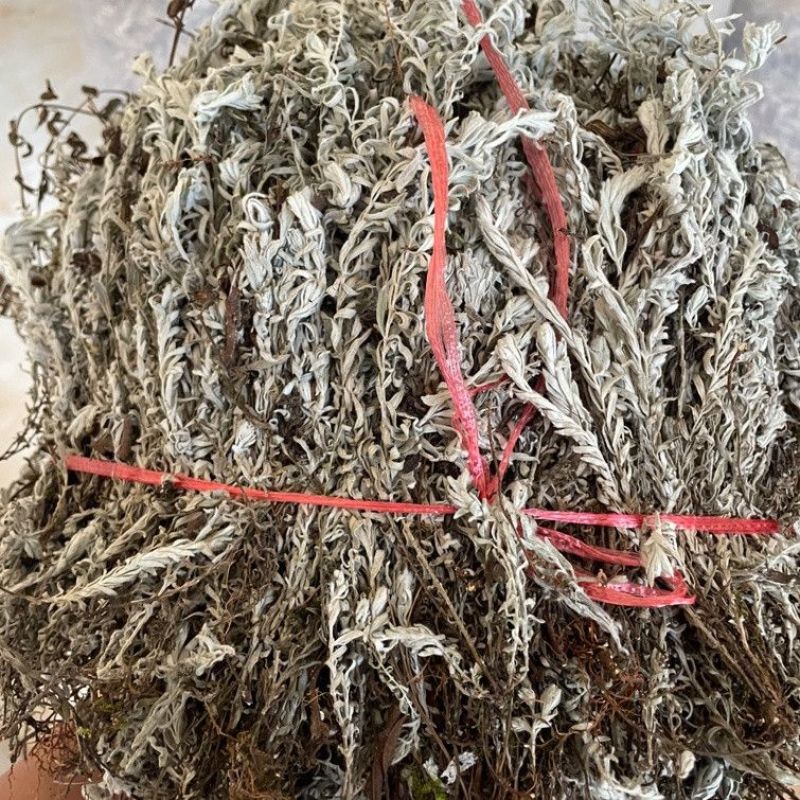 鹿茸草中药材正品六月霜冷背中药材专营正品