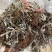 鹿茸草中药材正品六月霜冷背中药材专营正品