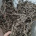 鹿茸草中药材正品六月霜冷背中药材专营正品