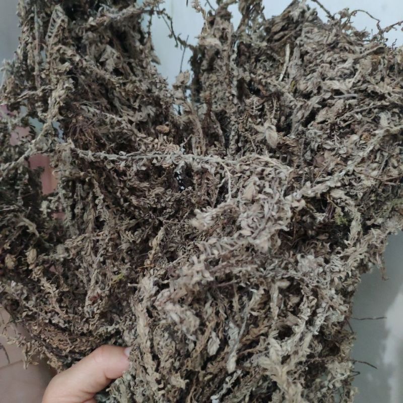 鹿茸草中药材正品六月霜冷背中药材专营正品
