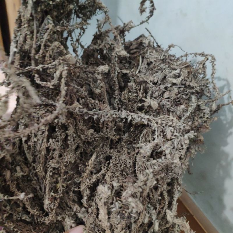 鹿茸草中药材正品六月霜冷背中药材专营正品