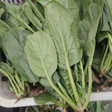 菠菜