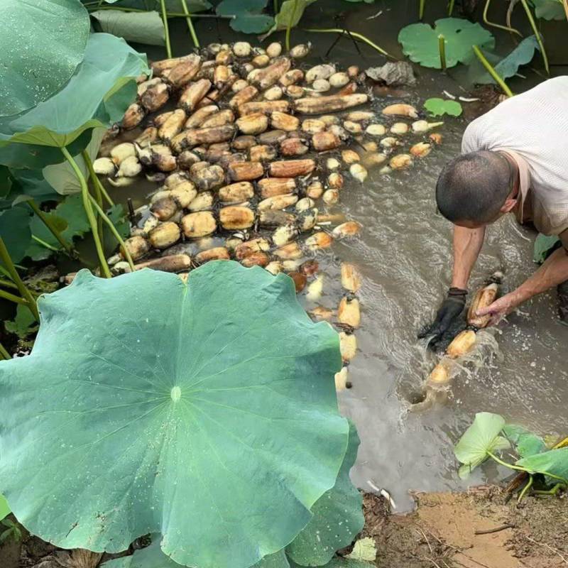 优质莲藕，好吃不贵，重庆永川区，量大优惠
