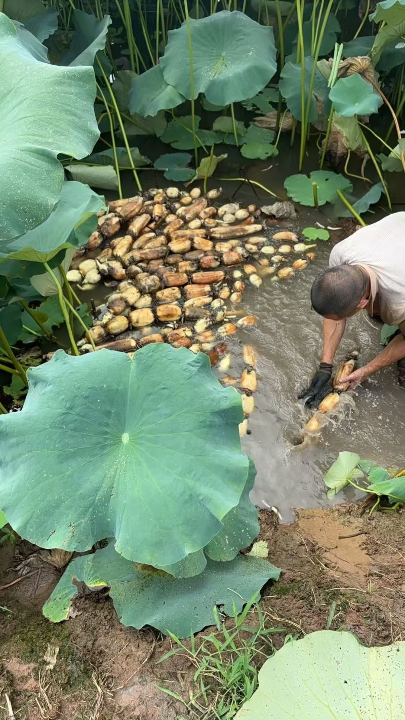 优质莲藕，好吃不贵，重庆永川区，量大优惠