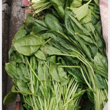 新鲜菠菜
