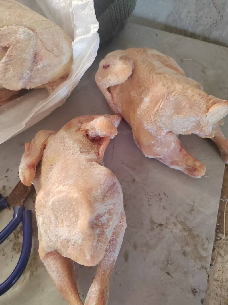去头去爪的肉鸡一级白条