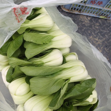 油菜