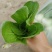 油菜
