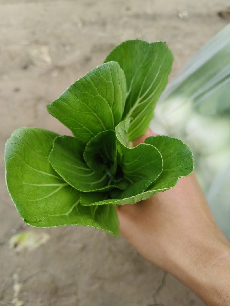 油菜