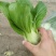 油菜