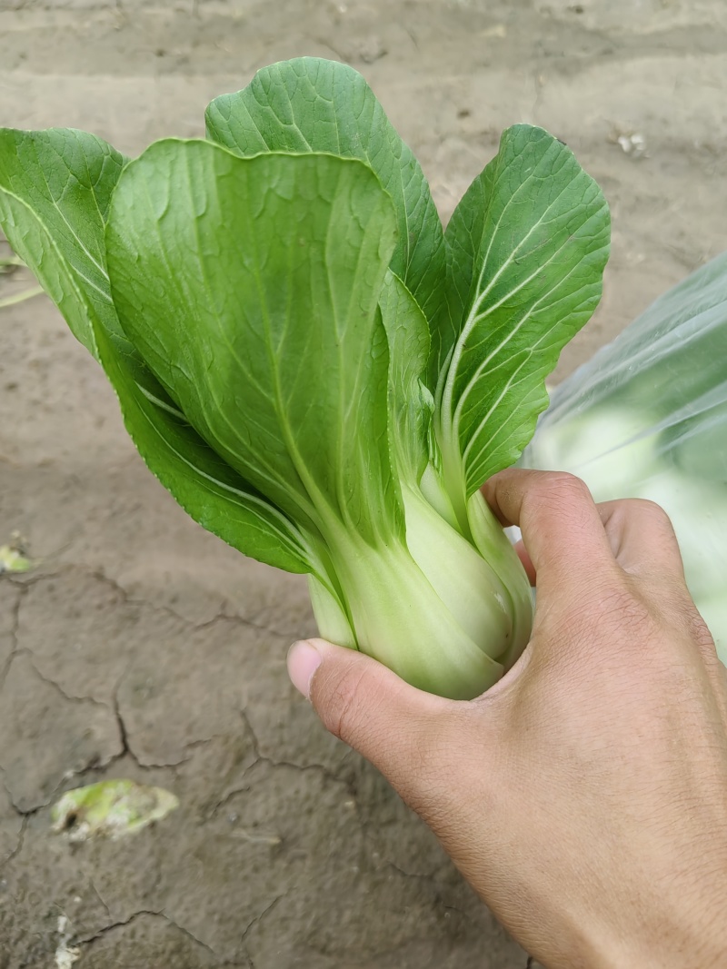油菜