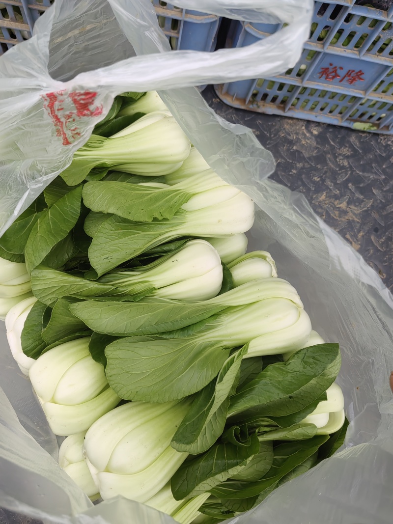 油菜