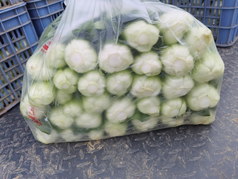 油菜