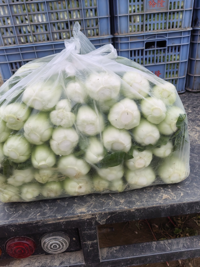 油菜