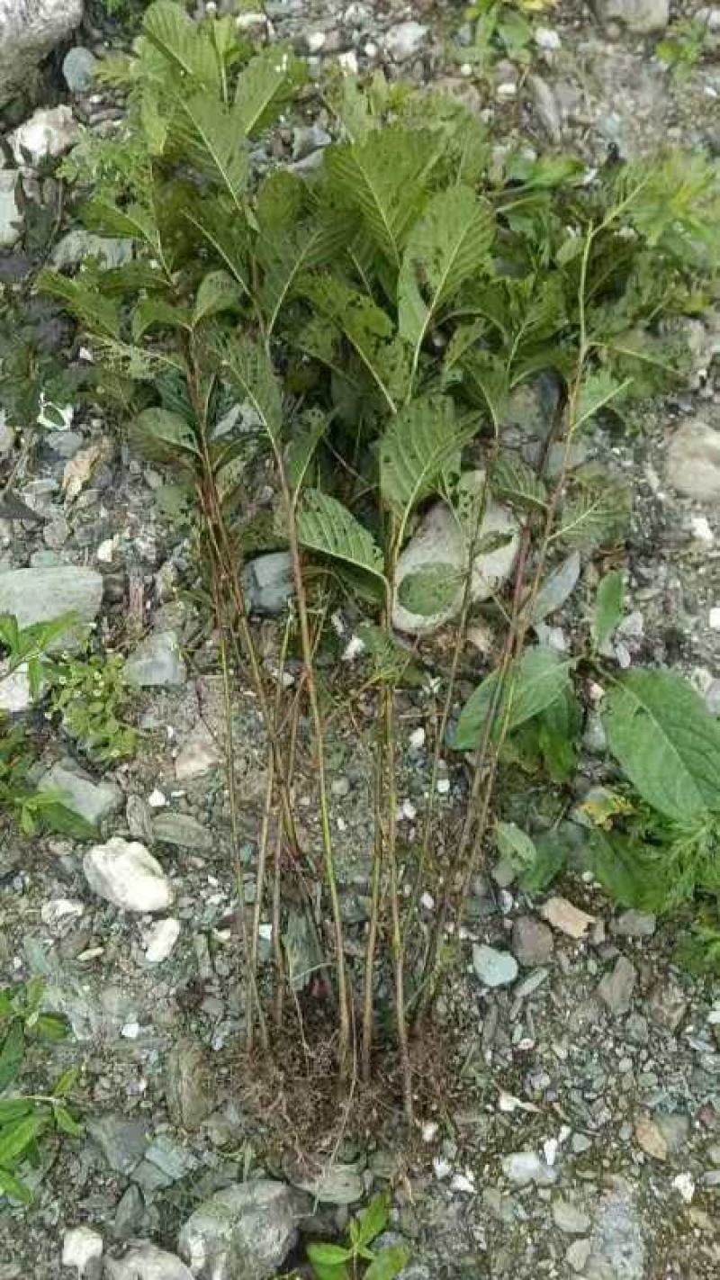 地径2公分桤木树苗