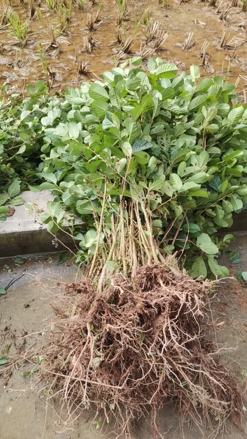 地径2公分桤木树苗