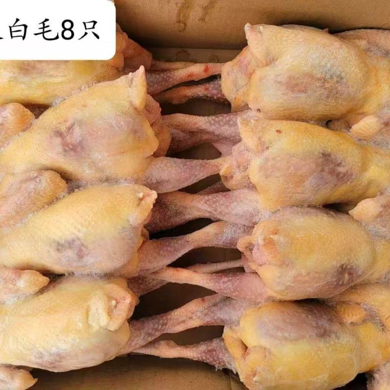 河南白条鸡新鲜上市价格美丽对接全国量大从优欢迎采购
