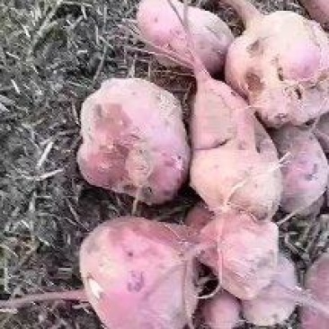 商薯19高淀粉红薯