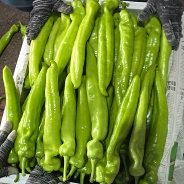 陕西黄皮尖椒适合各大市场超市电商支持视频看货