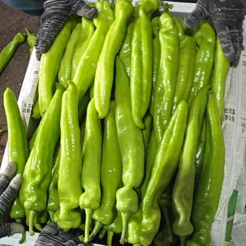 陕西黄皮尖椒适合各大市场超市电商支持视频看货