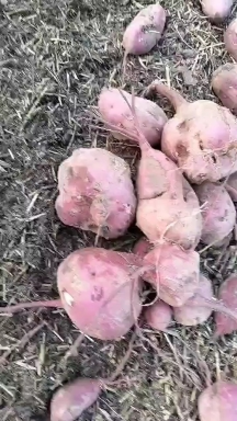 商薯19高淀粉红薯