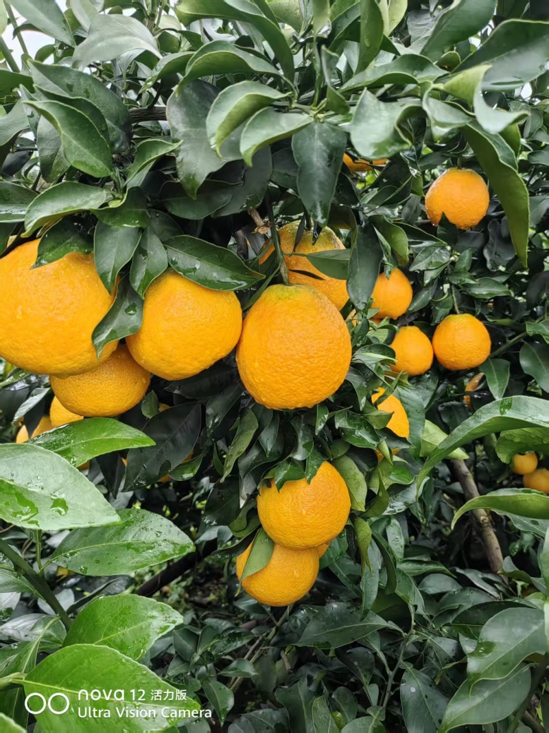 四川爱媛橙果冻橙皮薄多汁品质保证欢迎联系供全国