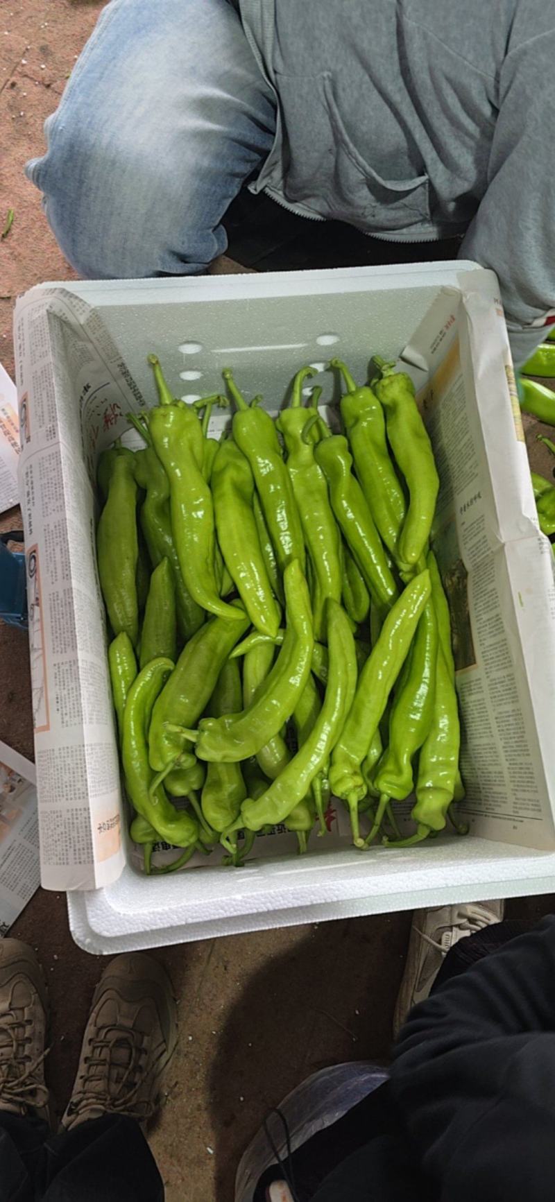 陕西黄皮尖椒适合各大市场超市电商支持视频看货