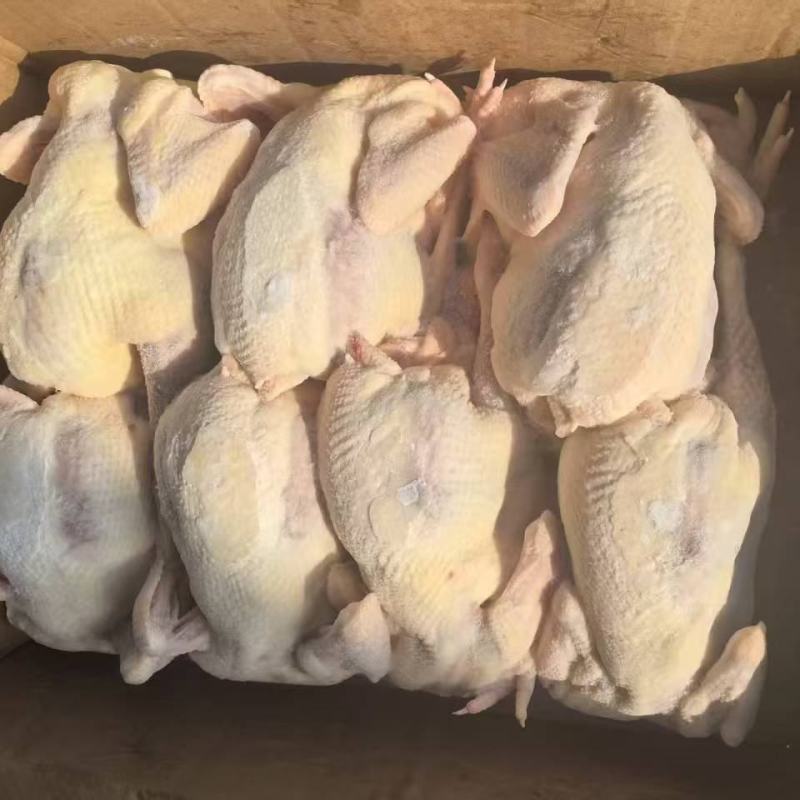 河南白条鸡价格优惠质量好走货快欢迎询价冻鸡量大从优热卖中