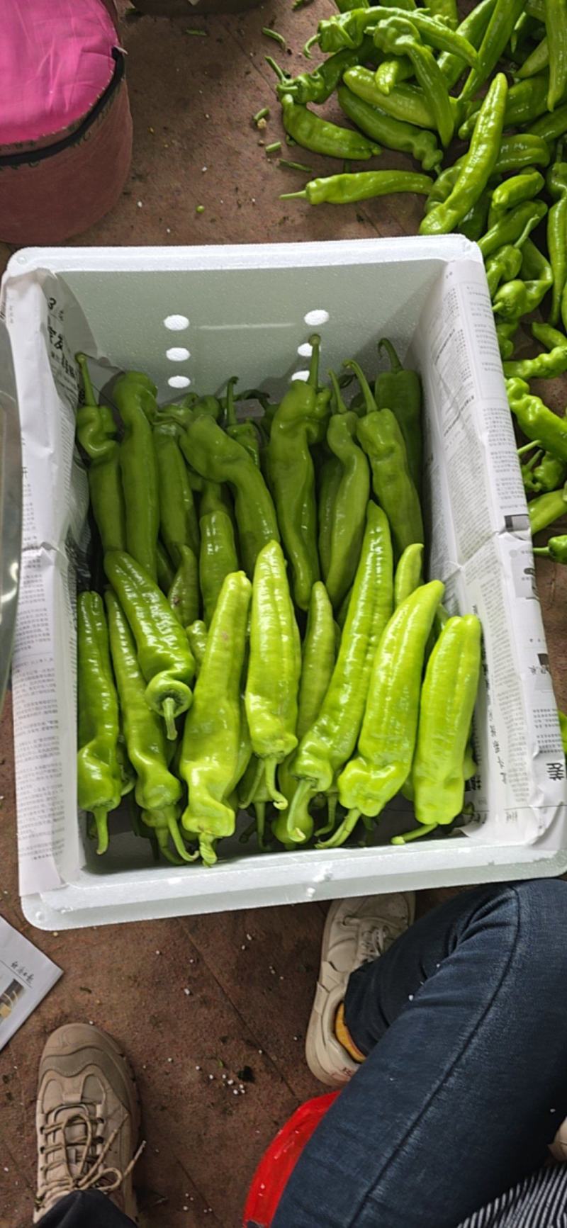 陕西黄皮尖椒适合各大市场超市电商支持视频看货