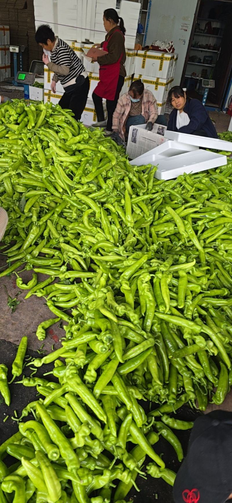 陕西黄皮尖椒适合各大市场超市电商支持视频看货