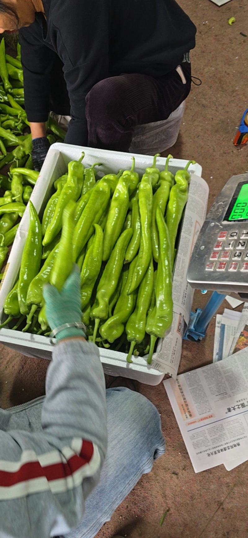 陕西黄皮尖椒适合各大市场超市电商支持视频看货