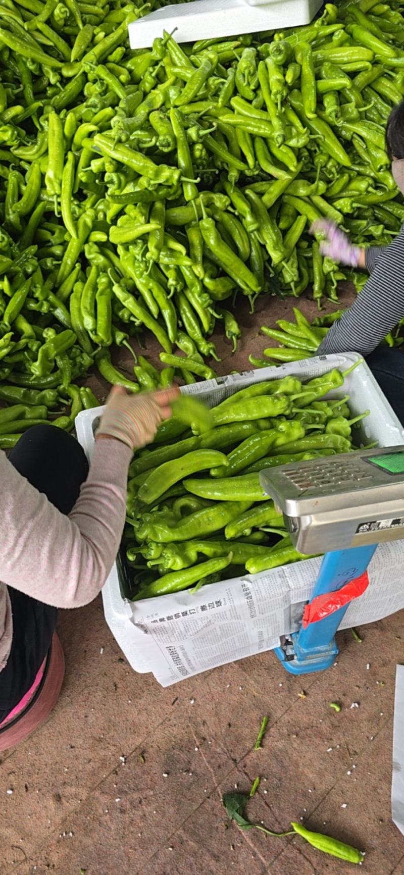 陕西黄皮尖椒适合各大市场超市电商支持视频看货