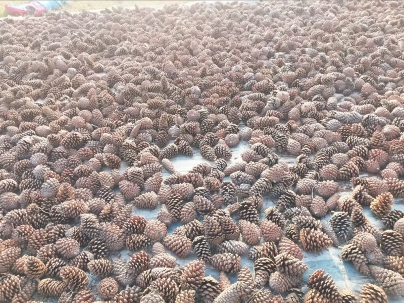 湿地松种子发芽率高大颗粒运费自理欢迎进店全国发货