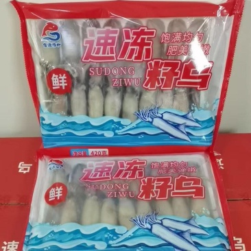 籽乌全籽籽乌海兔笔管鱼