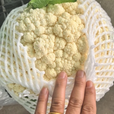 【精品花菜】常年代收代办大棚陆地菜花，欢迎全国客商到来