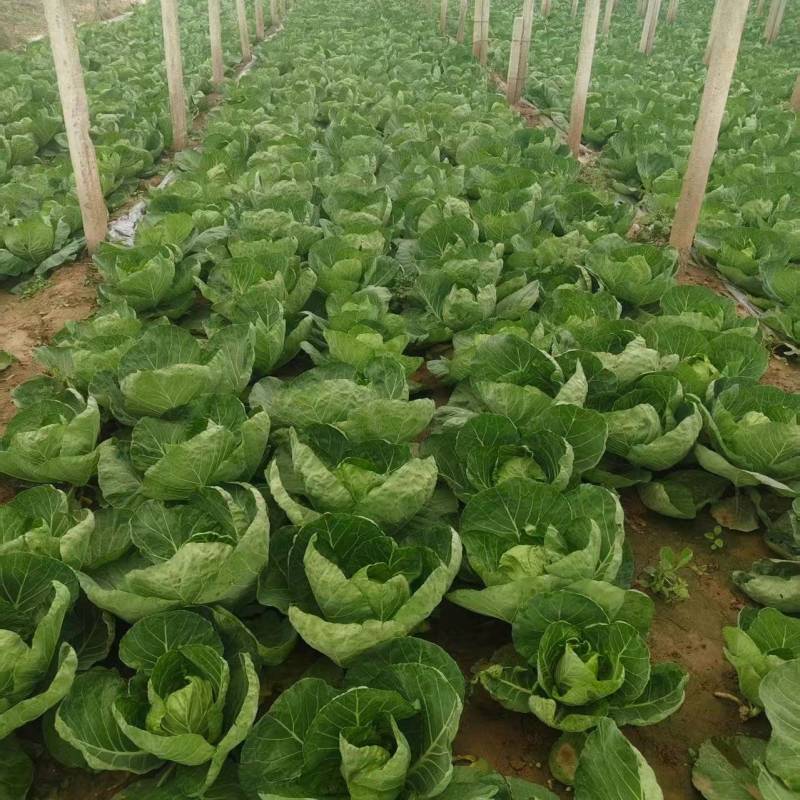 河北保定中甘甘蓝大量接单产地直发量大从优欢迎来电