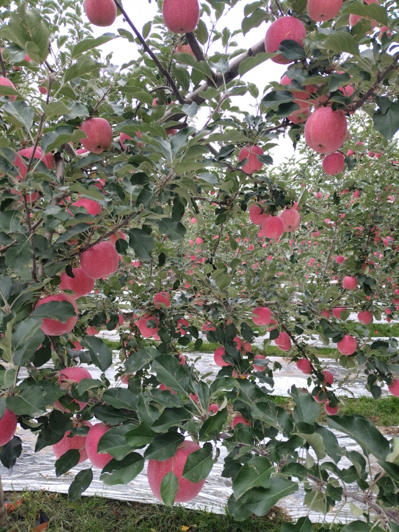 甘肃省平凉市静宁县红富士大量有货，产地发货，量大从优