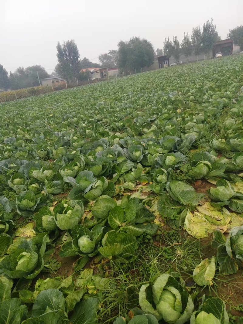 河北保定中甘甘蓝大量接单产地直发量大从优欢迎来电