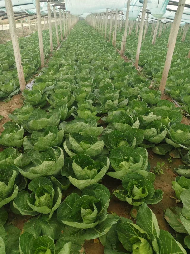 河北保定中甘甘蓝大量接单产地直发量大从优欢迎来电