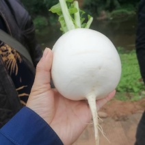 七两起圆白萝卜，地址资阳需要的联系***********