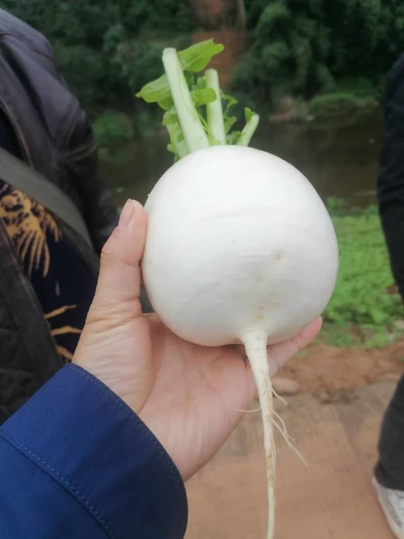 七两起圆白萝卜，地址资阳需要的联系***********