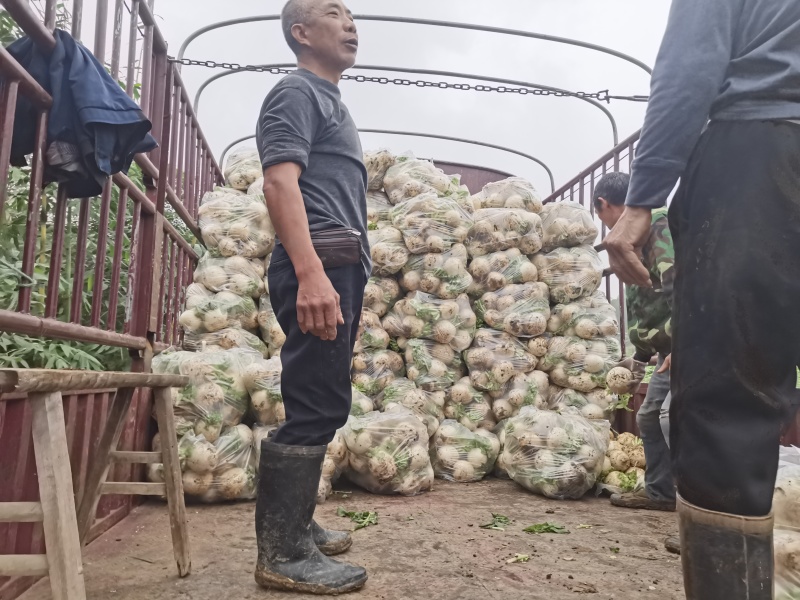 七两起圆白萝卜，地址资阳需要的联系***********