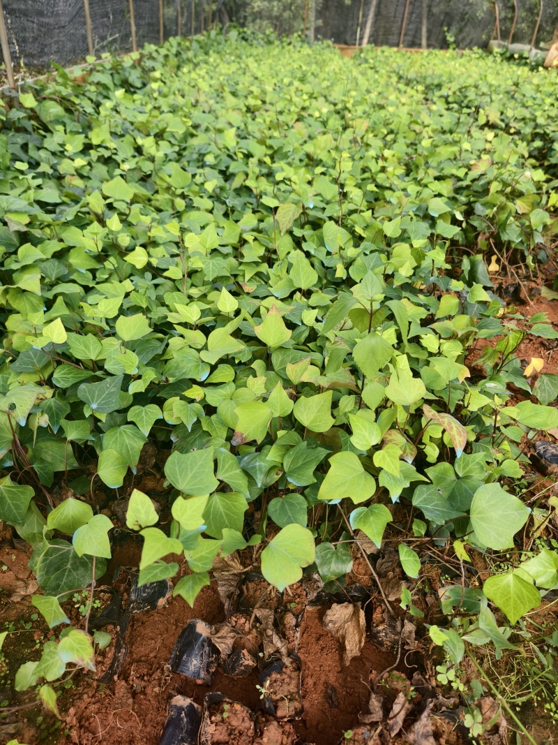 常春藤