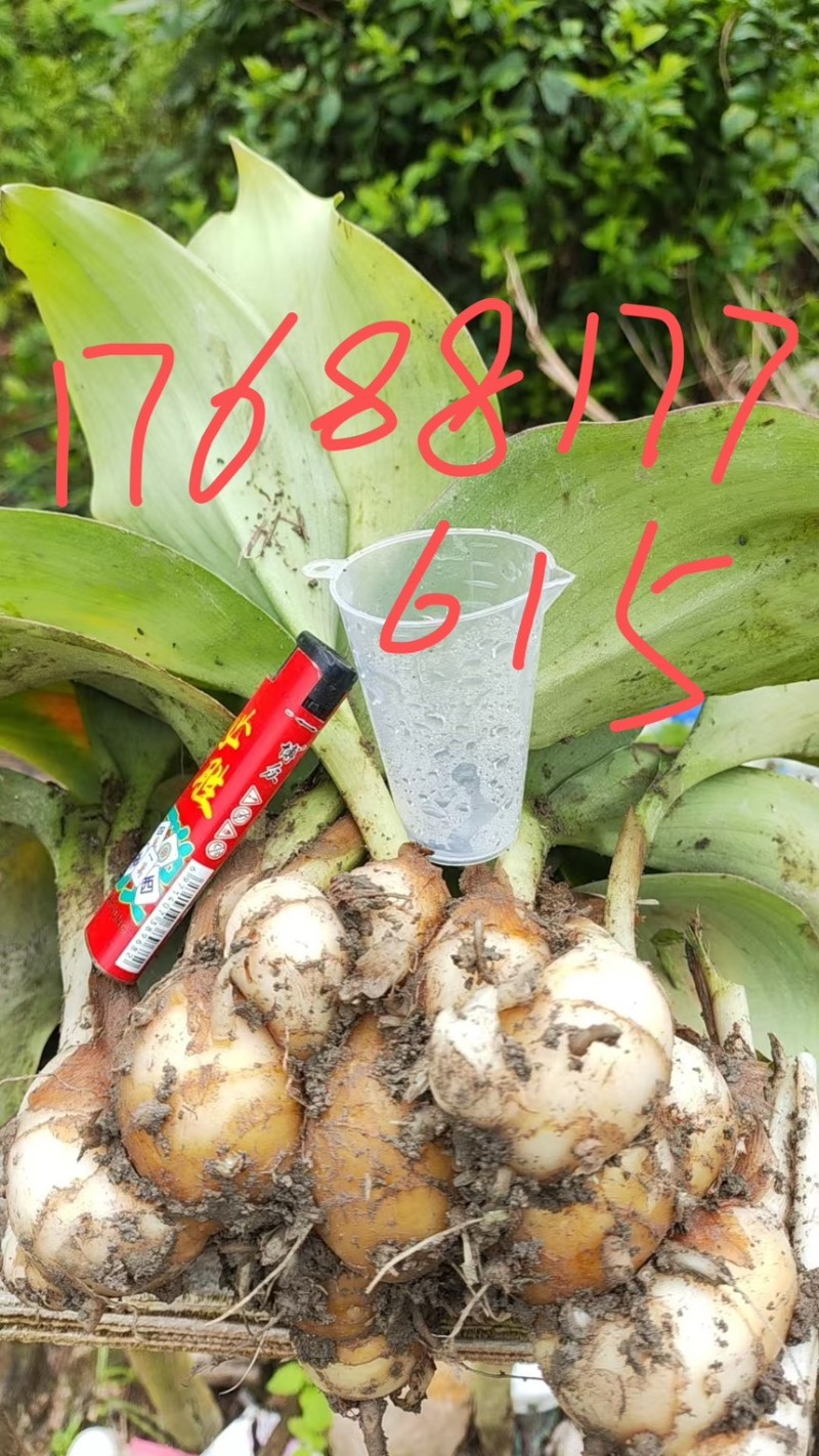 沙姜散装，开挖期长期供应，常年种植，欢迎老板实地考察