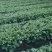 沙姜散装，开挖期长期供应，常年种植，欢迎老板实地考察